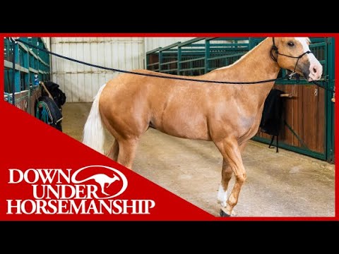Clinton Anderson: Correcting a Horse That Paws While Tied Up - Downunder Horsemanship
