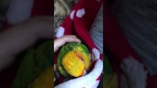 My new sun conure bird "Kiwi"