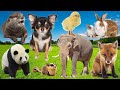 Animal Sound Compilation Dog Elephant Panda Otter Duck Nature S Voices