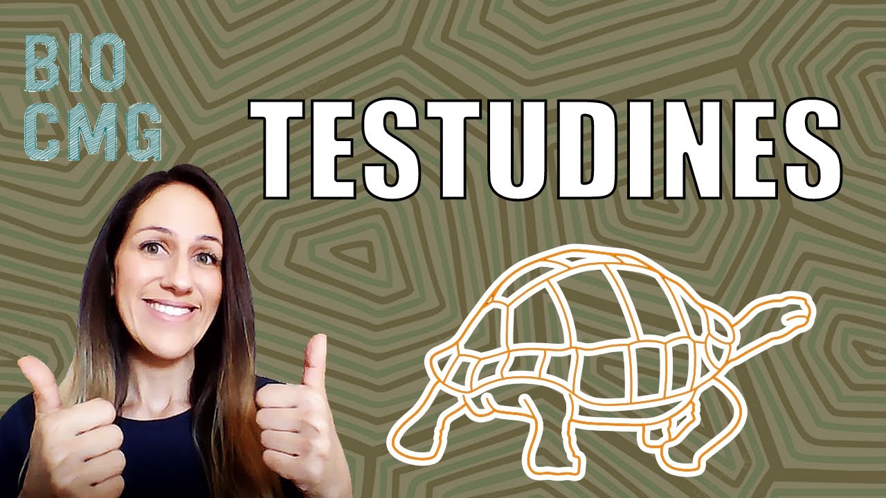 Testudines (Chelonia) - Classificação e Biologia dos jabutis, cágados e tartarugas