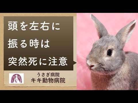 ウサギの耳の病気 ウサギの耳の病気