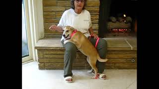 Video preview image #1 Siberian Husky-Unknown Mix Puppy For Sale in Germanton, TN, USA