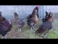 gallinas de raza araucana aperdizado dorado