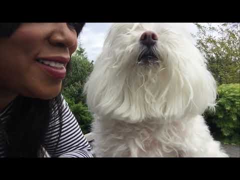 Hello 👋 Good Morning From Me&Bella -How Do You Say #Hello? Translation In Maltese Language?