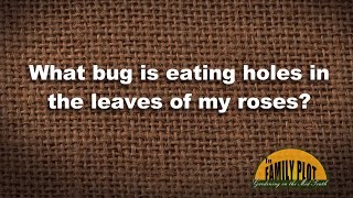Q&A - What bug is eating holes in my rose leaves