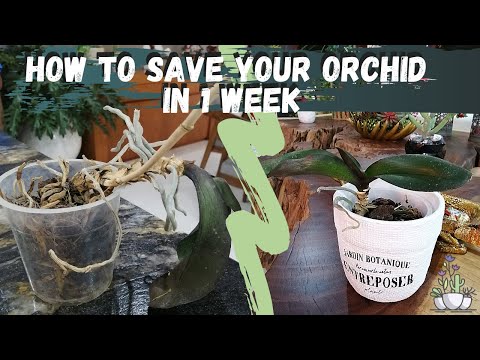 How to save your orchid in 1 week | dehydrated Phalaenopsis