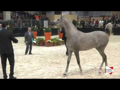 N 130 FUERTE   Verona 2015   Yearling Colts Class 2B