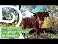 Hooglanders terug op Eiland van Brienenoord