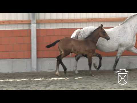 Hengstfohlen von Marlou des Etisses - Cassini I - Contender