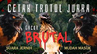 Download lagu MASTERAN MURAI BATU TROTOL FULL TEMBAKAN KASAR MEWAH MUDAH DITIRU mp3