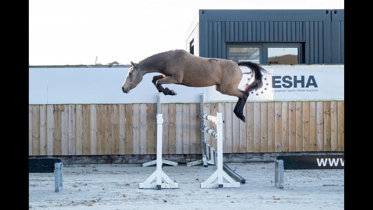 Enjoy My Presence (GULIKHOEVE'S PRINCE x TOUT BEAU DE LA CURE) video 2