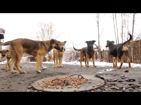 "Будни" (новости, 13.11.25г., Бийское телевидение)