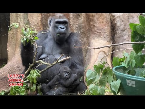 Meet Jameela’s Foster Mom Freddy      #gorillas