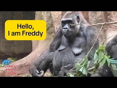 Meet Jameela’s Foster Mom Freddy      #gorillas