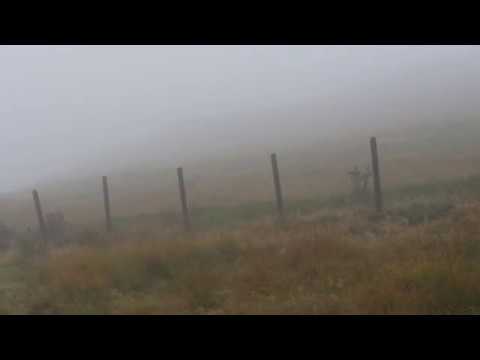 Sheep with tonsilitis