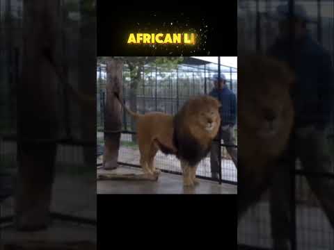 Compare the height of an African lion and a Bengal tiger when standing on their hind legs