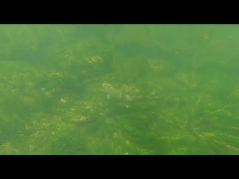 Rare Huchen (Hucho hucho) in the wild, Ibar River, Serbia, September 2025