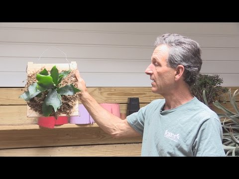 如何安裝石竹蕨(Platycerium bifurcatum) (How to Mount a Staghorn Fern (Platycerium bifurcatum))