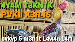 Download lagu Cara Menambah Kecepatan Pukulan Dan kelincahan Pada Ayam #ayam #jago #qaib mp3 Download lagu Cara Menambah Kecepatan Pukulan Dan kelincahan Pada Ayam #ayam #jago #qaib mp3