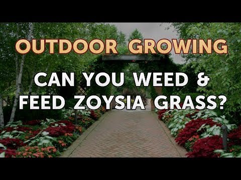 Will Salt or Vinegar Kill Bamboo