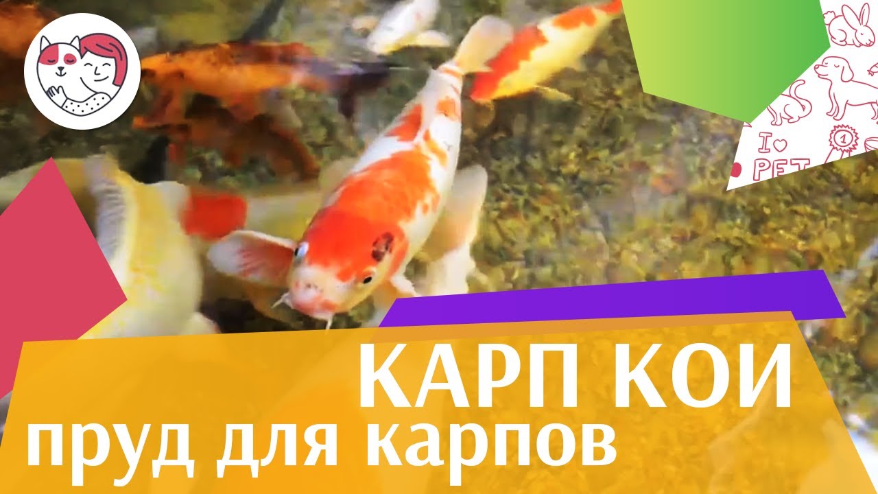 Карп кои Пруд ля карпов на ilikepet