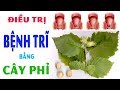 Cách Chữa Bệnh Trĩ Bằng Cây Phỉ Hiệu Quả Ngay Tại Nhà