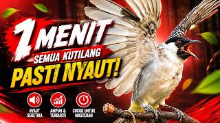 Download lagu Suara Burung Kutilang Gacor Garuda Paling Ampuh Untuk Masteran Dan Pikat mp3