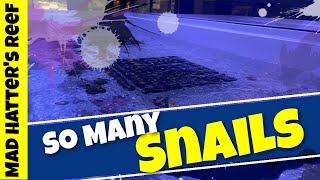 So Many Snails for the Frag Tank
