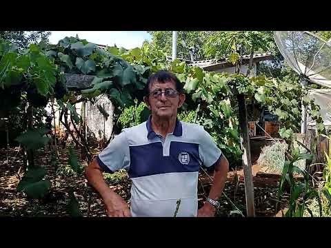 Frutas se perdem no quintal do Sr Antonio em Itapejara D'oeste PR.