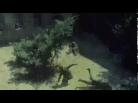 Walter broni Sarajewa