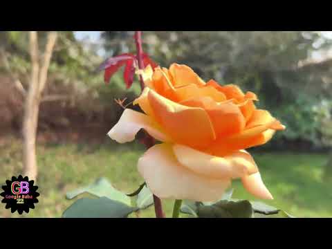 Vartika flower 4#Google Baba22