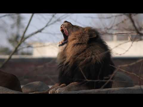 Lion 4K slow motion