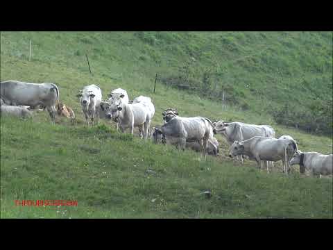 MUCCHE E PECORE IN ALPEGGIO A ROBILANTE. (CN) DOM. 6 - 6 - 2021.