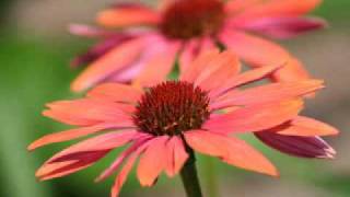 ♫ &quot;Wonderful Maker&quot; - Jeremy Camp ♫