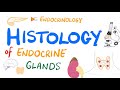 Endocrine System Histology