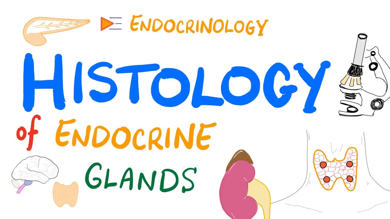 Endocrine System Histology