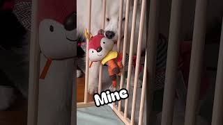 Who’s the real toy expert here? Be honest… 😂 #samoyed #shorts #サモエド