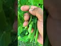 This is what I've learned after growing peas in a 20 gallon fabric container