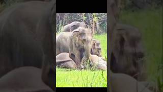 Download lagu Kakula thiyagena inna vidiya 💗#beautiful #birds #life mp3 Download lagu Kakula thiyagena inna vidiya 💗#beautiful #birds #life mp3