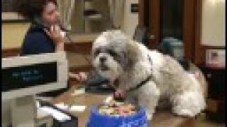 Pampered pooches at PetsSmart PetsHotel