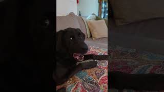 Video preview image #1 Labrador Retriever-Unknown Mix Puppy For Sale in Holly Springs, NC, USA