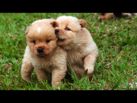 Funny Dogs and Cat | Funniest Pets | Anusha HW channel