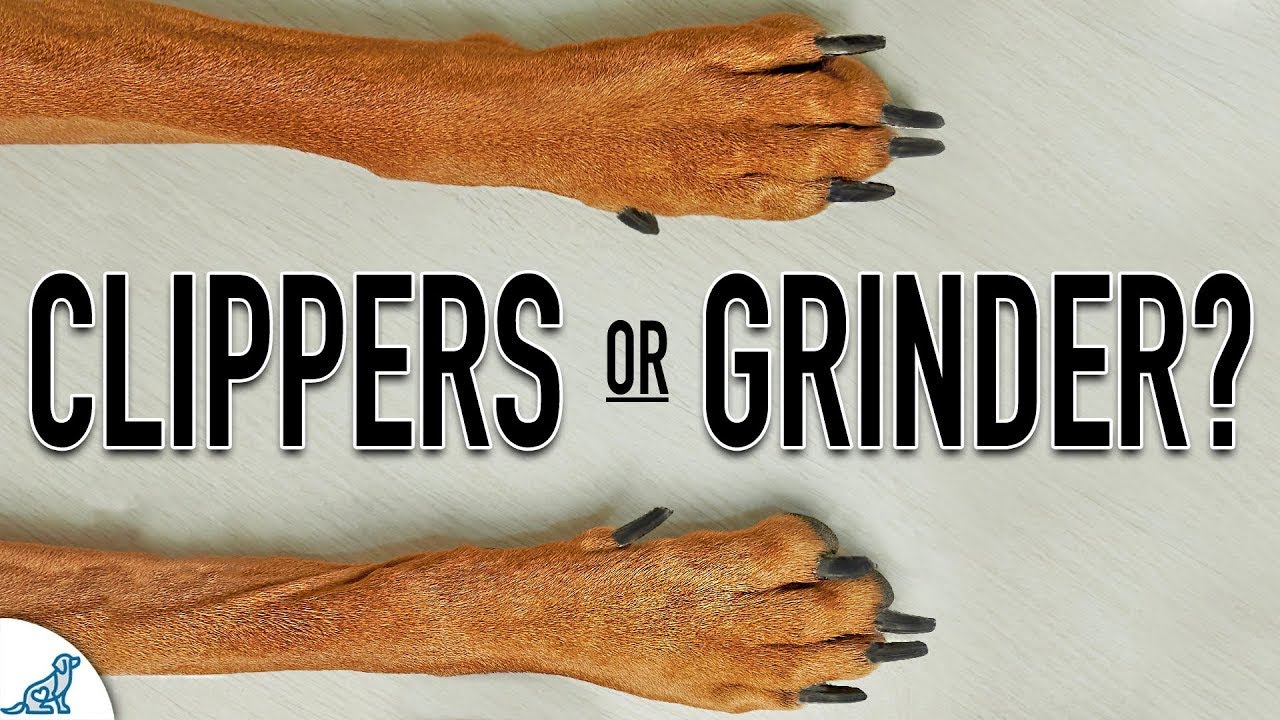 You Might Be Using The WRONG Tool For Dog Nail Trimming!