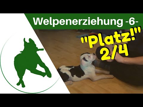 Welpenerziehung Teil 6 - "PLATZ!" - 2/4 - Der Welpe lernt liegen zu bleiben