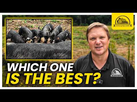 Watch This Before Getting Your First Pigs: Choosing the Right Pigs