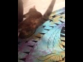 A Girl And Her Pussy Cat
