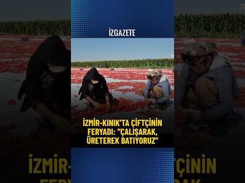 İzmir-Kınık’ta çiftçinin feryadı: “Çalışarak, üreterek batıyoruz”. #izmir #kınık #çiftçi #tarım
