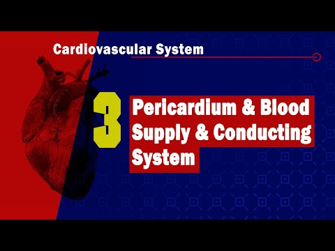 𝟑. 𝐏𝐞𝐫𝐢𝐜𝐚𝐫𝐝𝐢𝐮𝐦, 𝐁𝐥𝐨𝐨𝐝 𝐒𝐮𝐩𝐩𝐥𝐲, 𝐚𝐧𝐝 𝐂𝐨𝐧𝐝𝐮𝐜𝐭𝐢𝐧𝐠 𝐒𝐲𝐬𝐭𝐞𝐦 𝐨𝐟 𝐭𝐡𝐞 𝐇𝐞𝐚𝐫𝐭🫀🩸⚡ (التامور وإمدادات الدم للقلب)