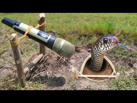 EASY SNAKE TRAP_ Build the Most Amazing Snake Trap In Hole Make By Microphone That Work 100%