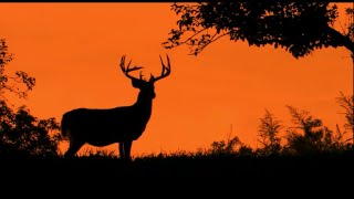 frazey ford | one more cup of coffee